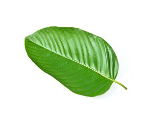 anti inflammatory kratom