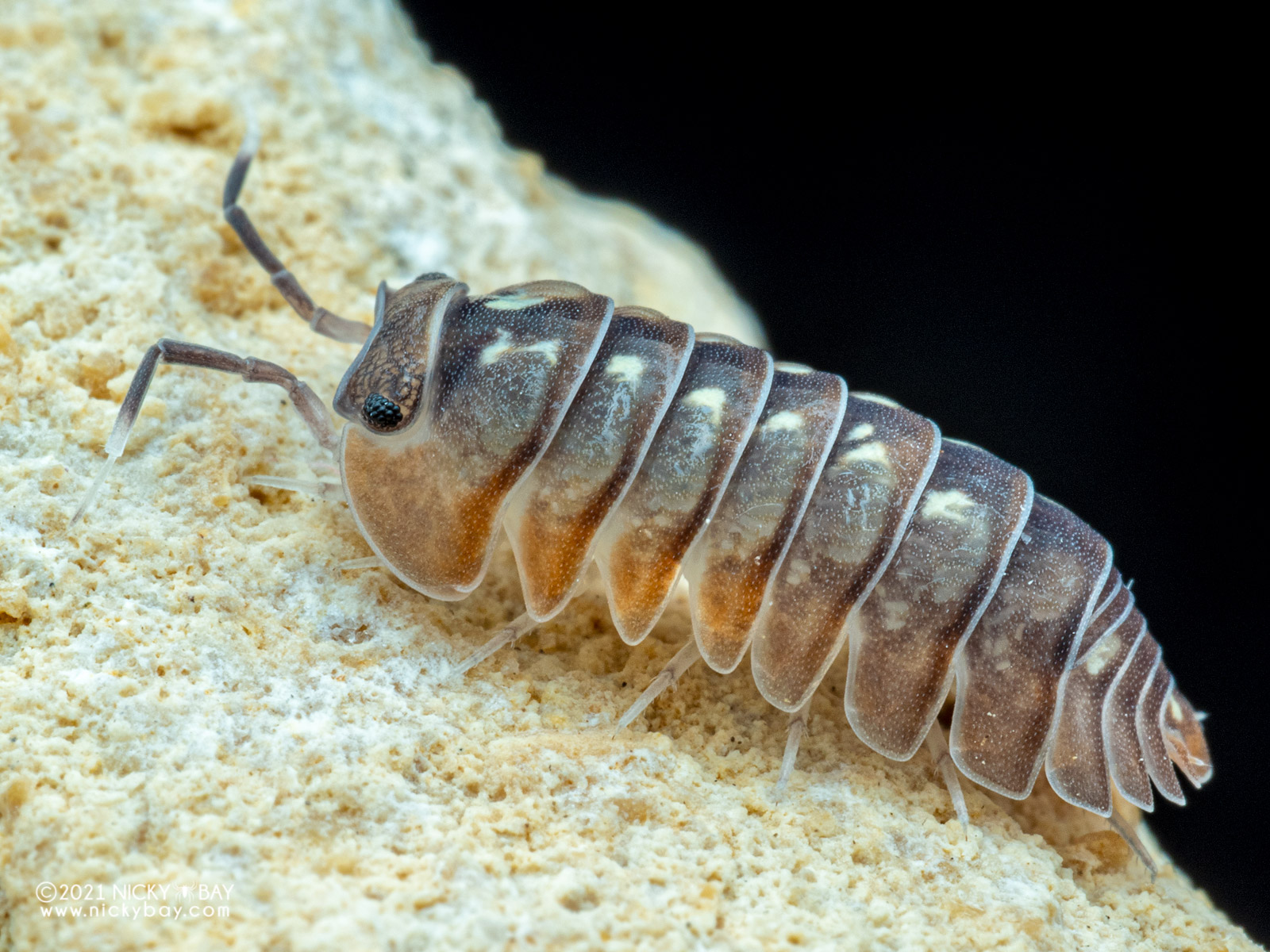 Care for captive isopods in Camouflage Creatures: Captivating