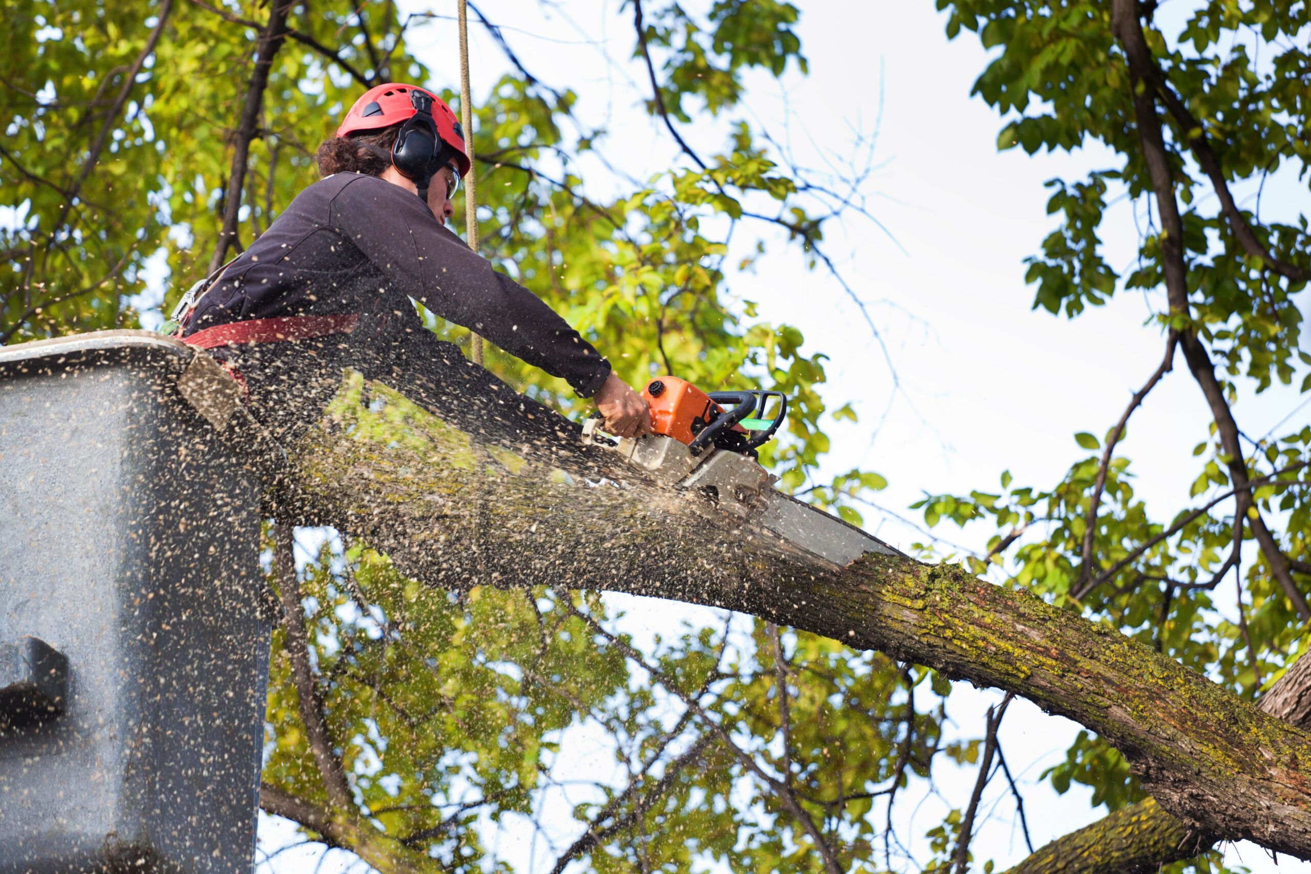 Tree Service Portland