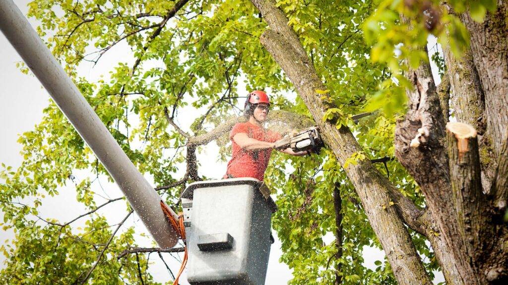 Urban Timber Tree Services