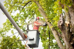 An accomplished tree cutting services for your Tree trimming