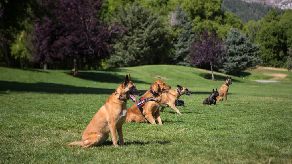 Remove Bad Traits in your Pet through Training